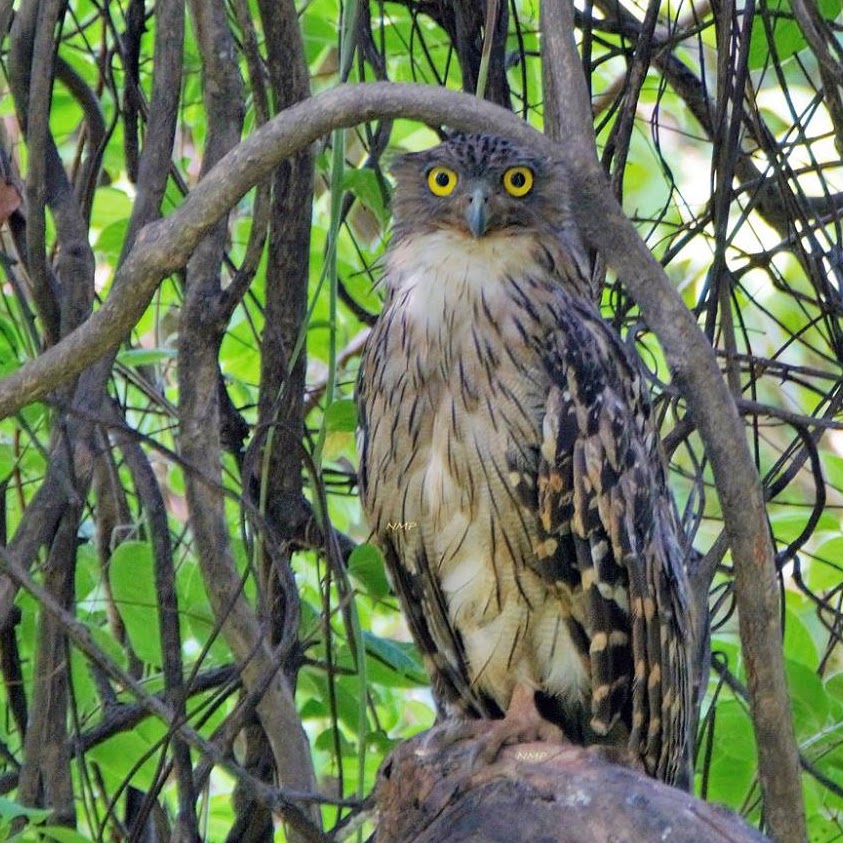 Brown fish Owl